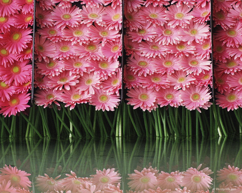 Цветы на рабочий стол