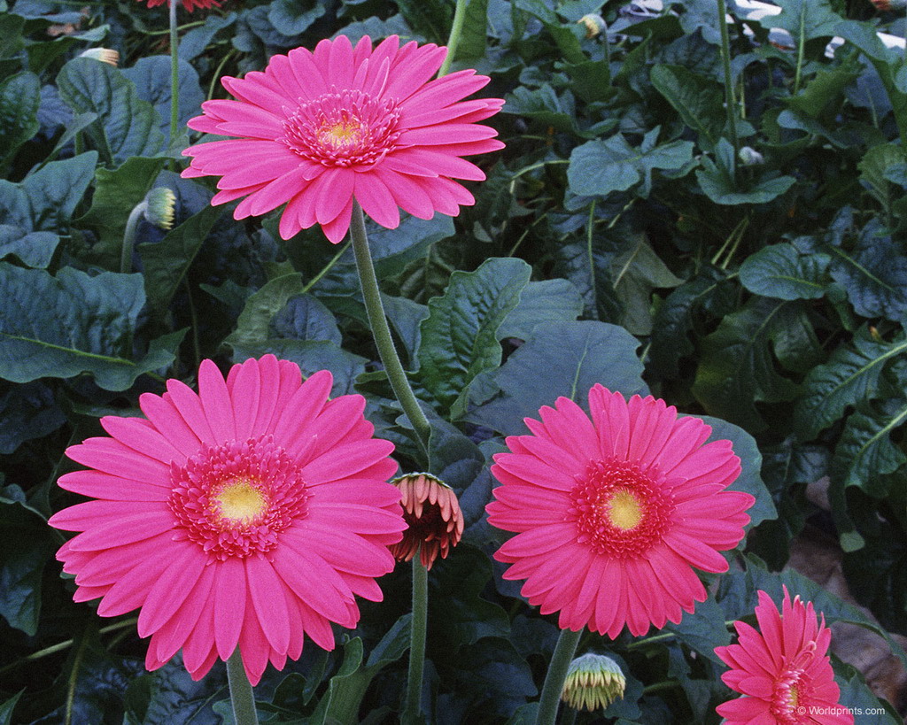 Цветы на рабочий стол