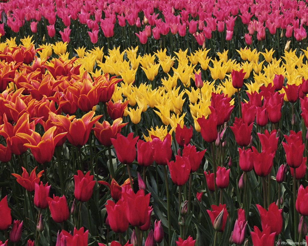 Цветы на рабочий стол