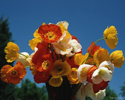 Цветы на рабочий стол