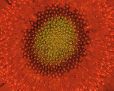 Цветы на рабочий стол