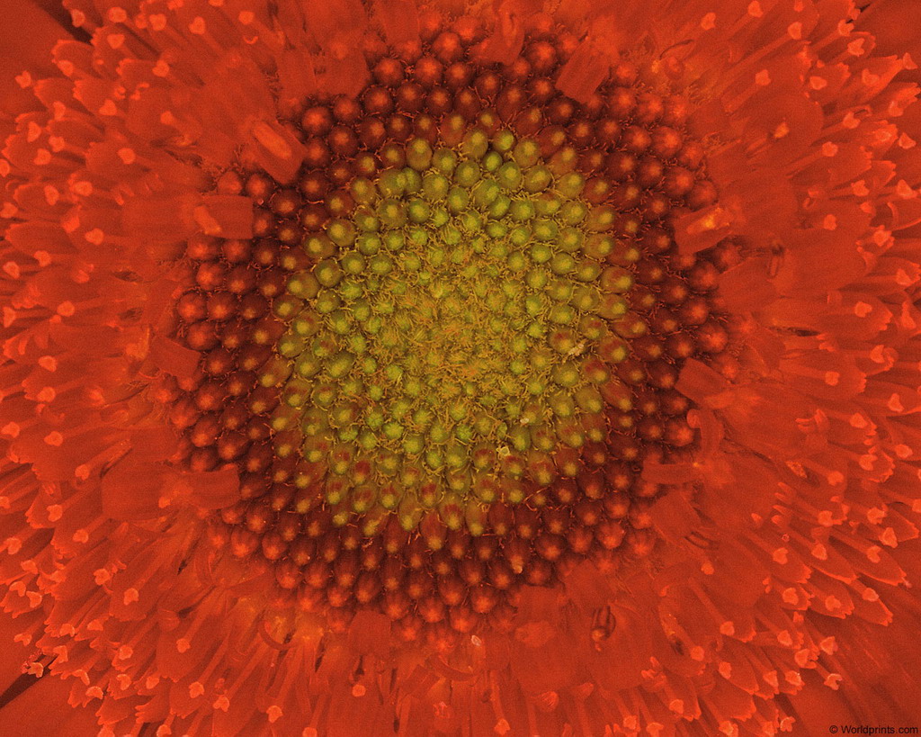 Цветы на рабочий стол