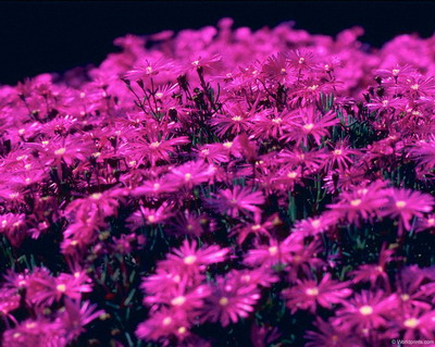 Цветы на рабочий стол