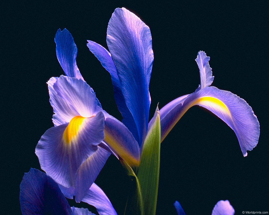 Цветы на рабочий стол