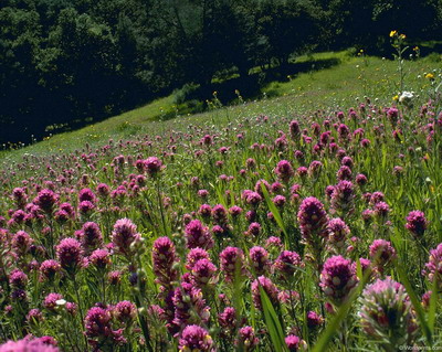 Цветы на рабочий стол