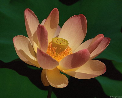 Цветы на рабочий стол