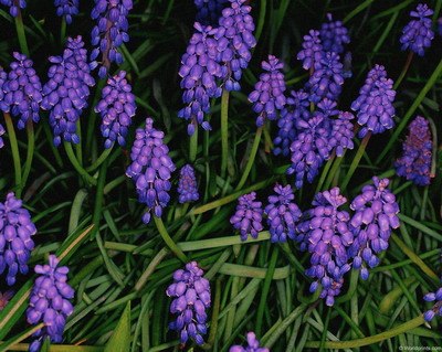 Цветы на рабочий стол