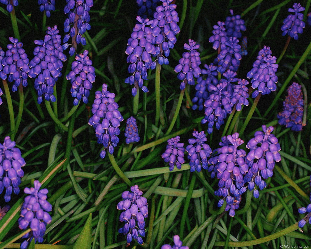 Цветы на рабочий стол