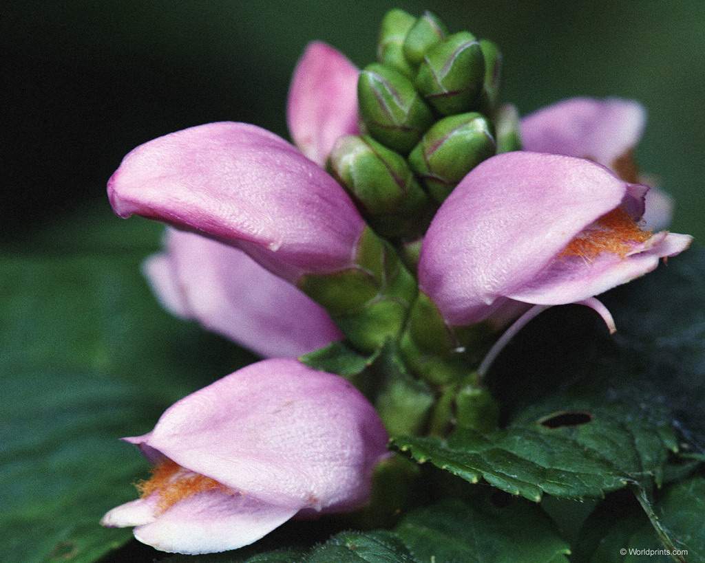 Цветы на рабочий стол
