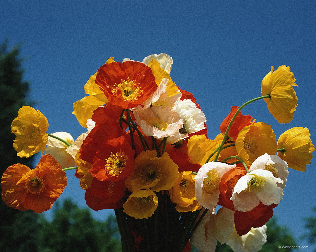 Цветы на рабочий стол