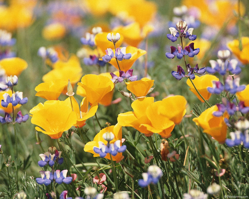Цветы на рабочий стол