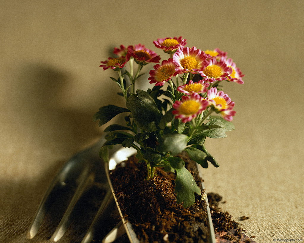 Цветы на рабочий стол