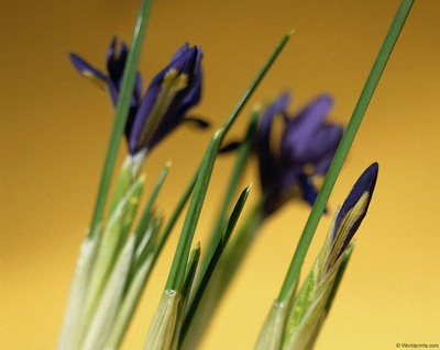 Цветы на рабочий стол