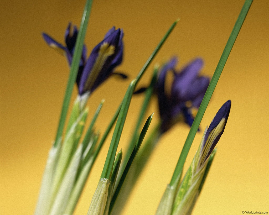 Цветы на рабочий стол