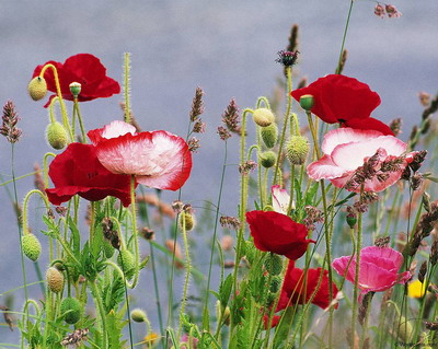 Цветы на рабочий стол