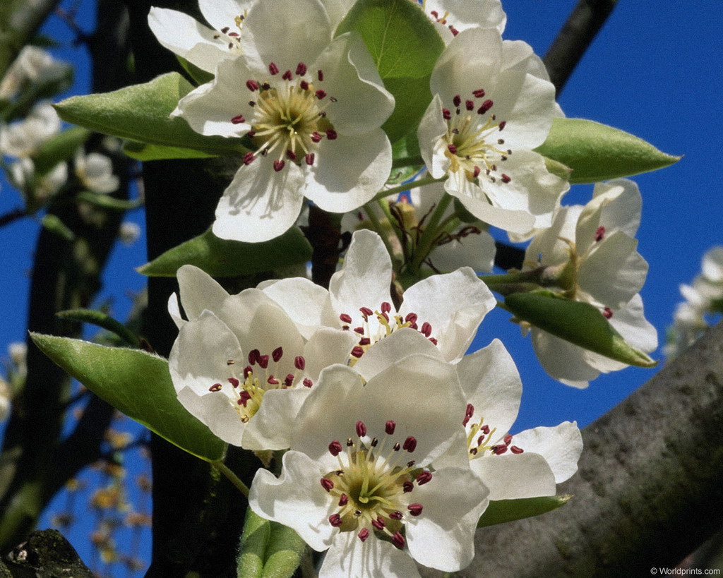 Цветы на рабочий стол