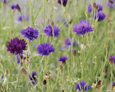 Цветы на рабочий стол