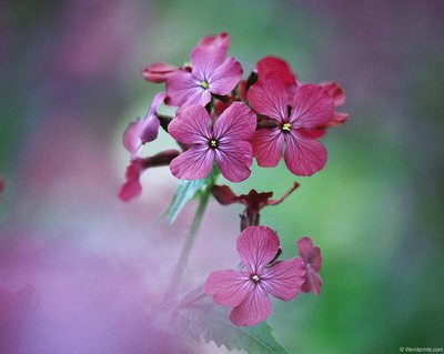 Цветы на рабочий стол