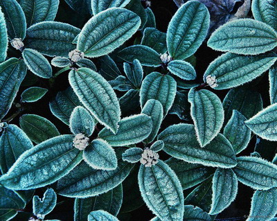 Цветы на рабочий стол