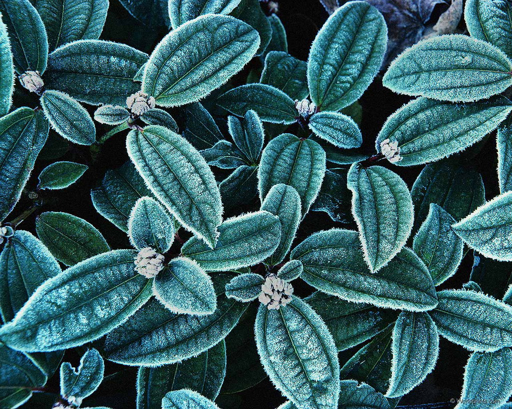 Цветы на рабочий стол