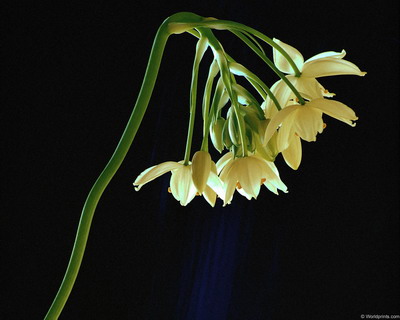 Цветы на рабочий стол