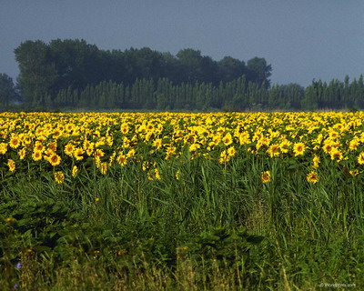 Цветы на рабочий стол