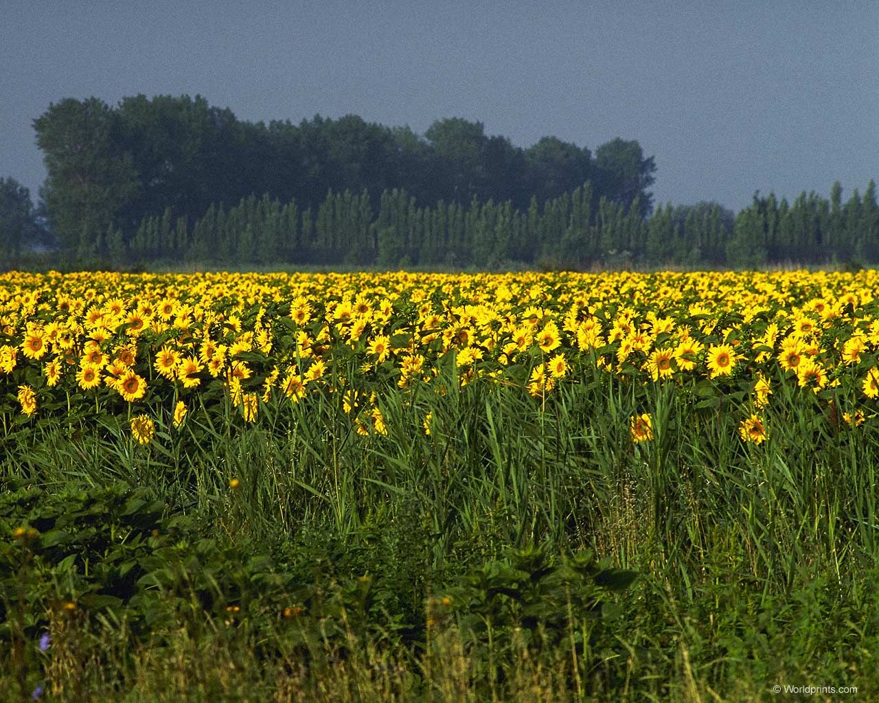 Цветы на рабочий стол