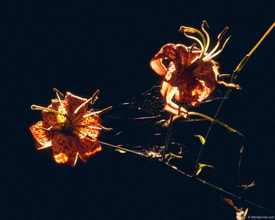 Цветы на рабочий стол