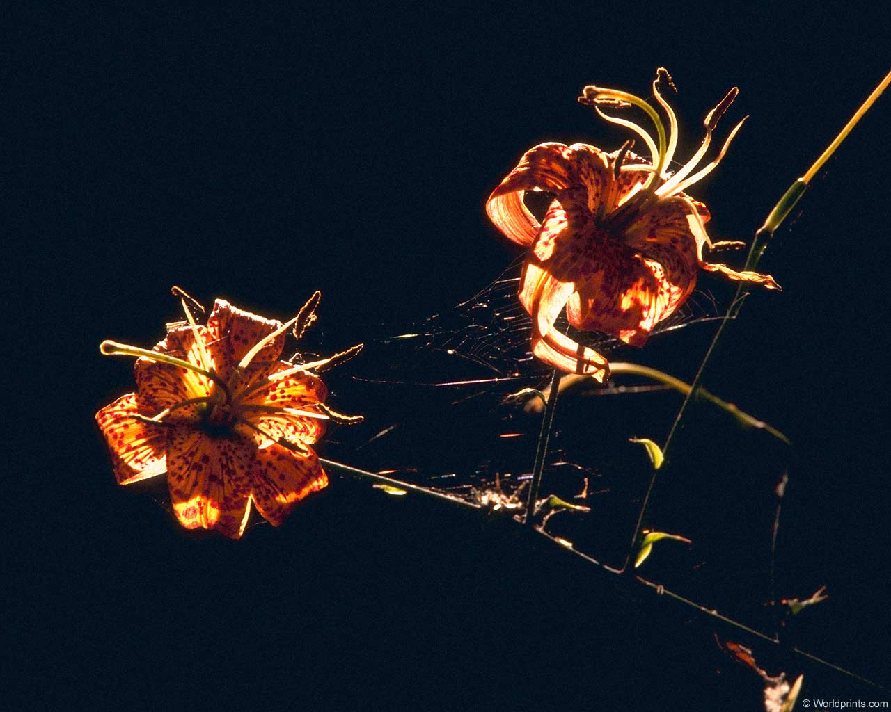 Цветы на рабочий стол