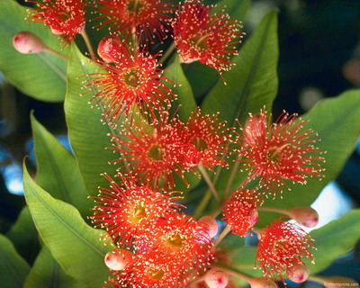 Цветы на рабочий стол