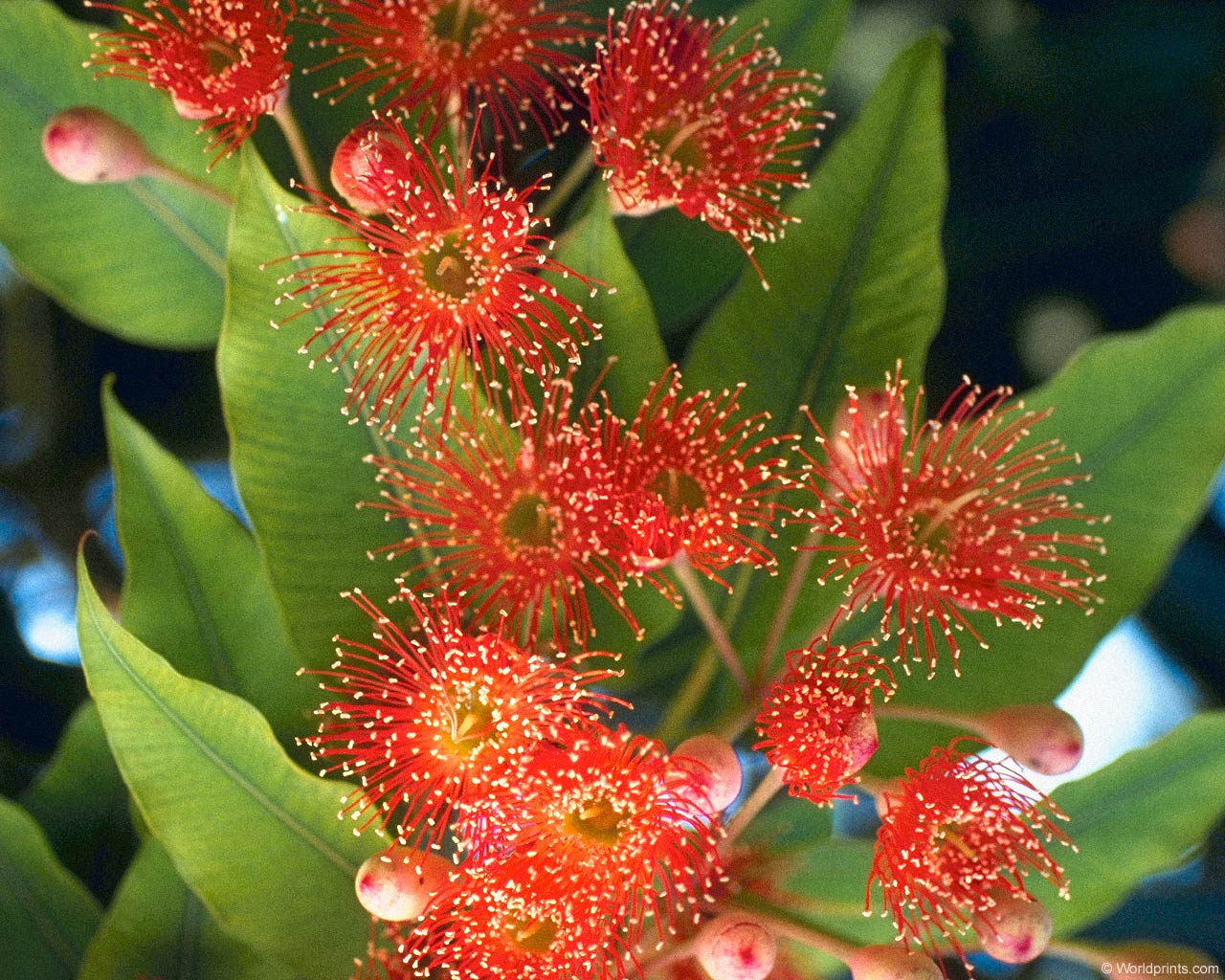 Цветы на рабочий стол