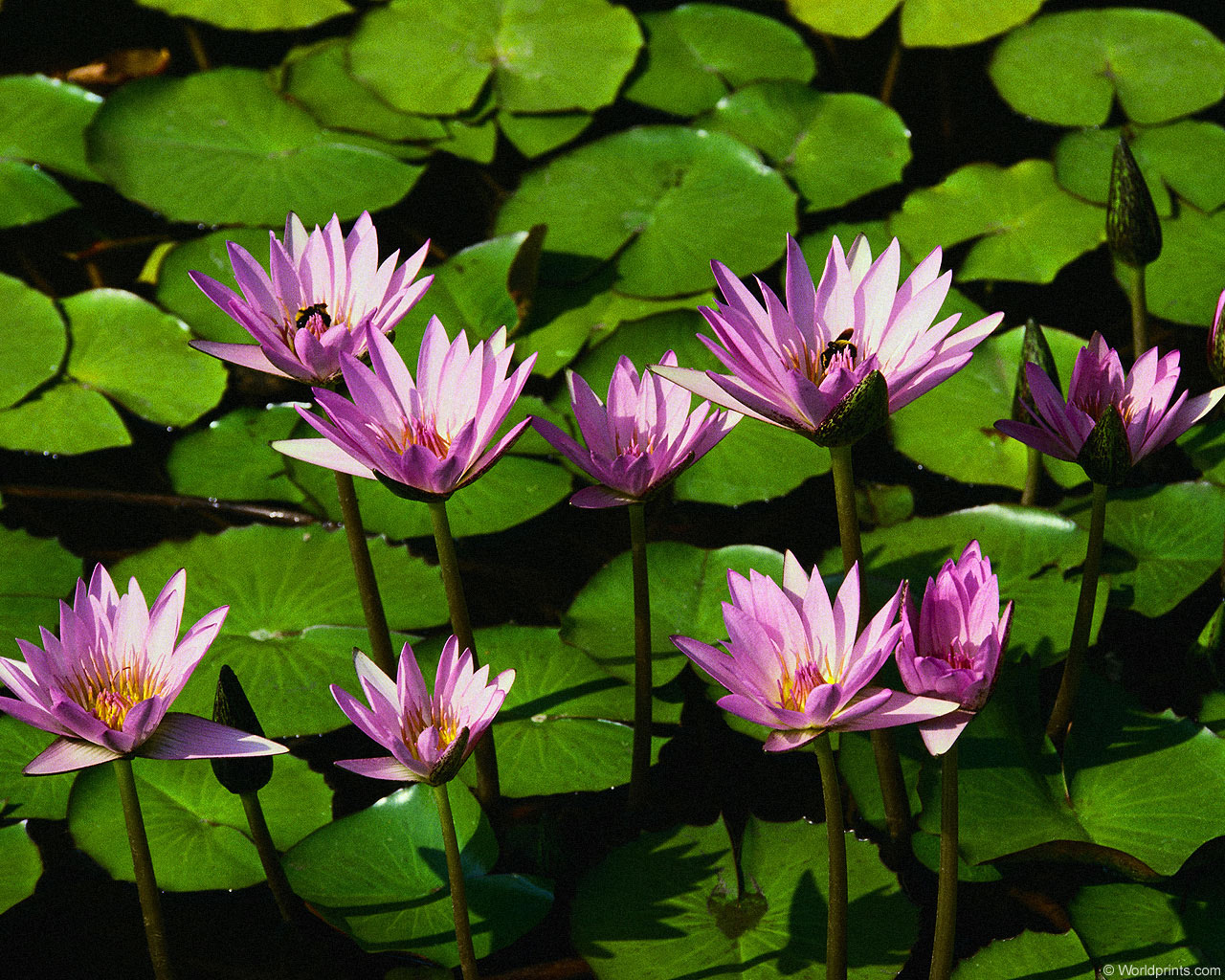 Цветы на рабочий стол