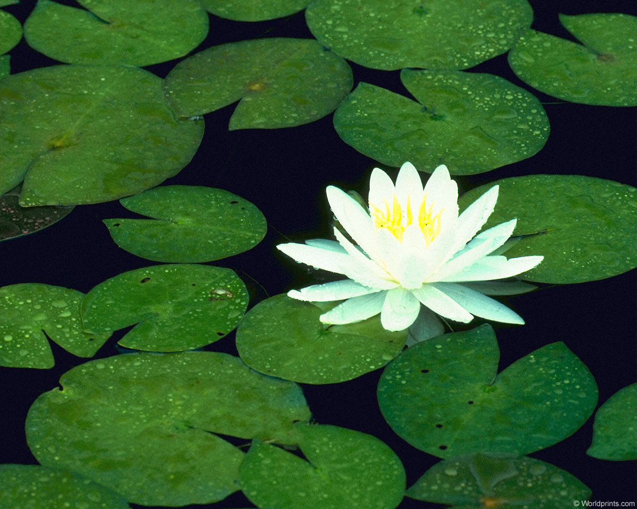 Цветы на рабочий стол