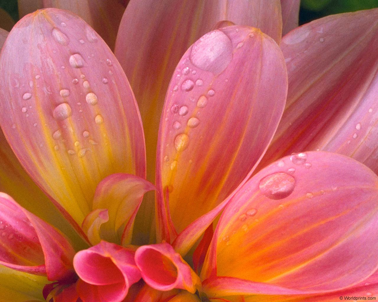 Цветы на рабочий стол