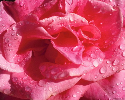 Цветы на рабочий стол