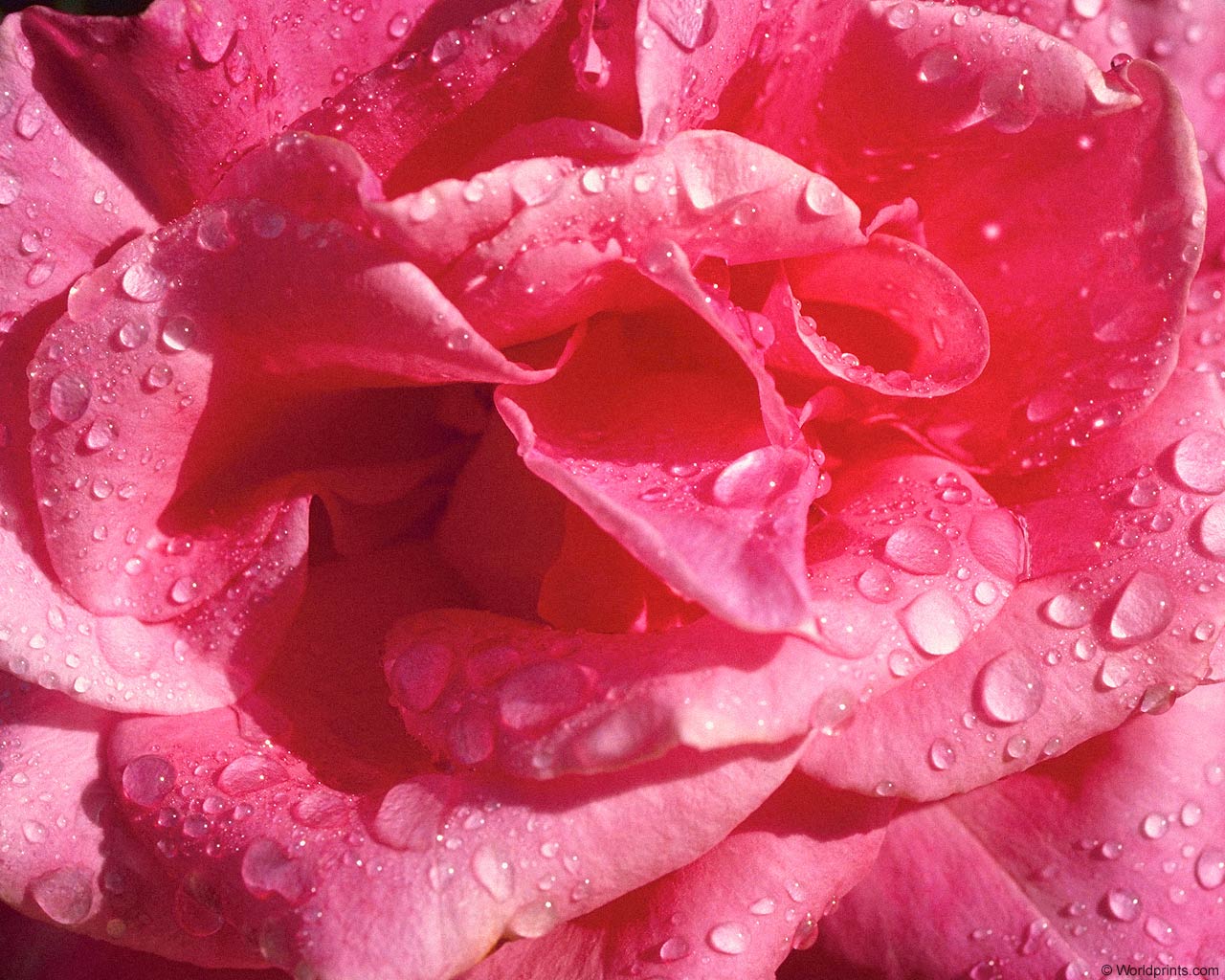 Цветы на рабочий стол