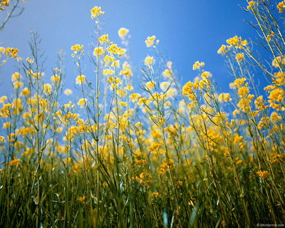 Цветы на рабочий стол