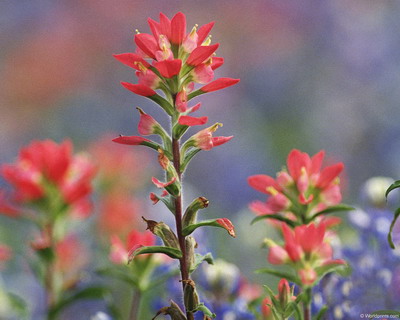 Цветы на рабочий стол