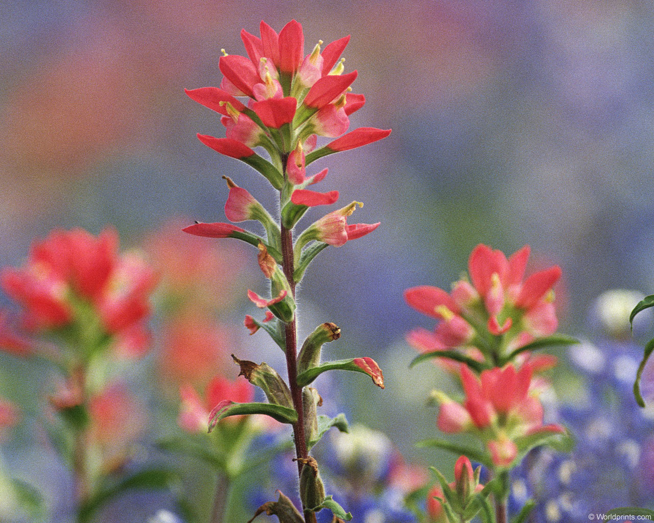 Цветы на рабочий стол