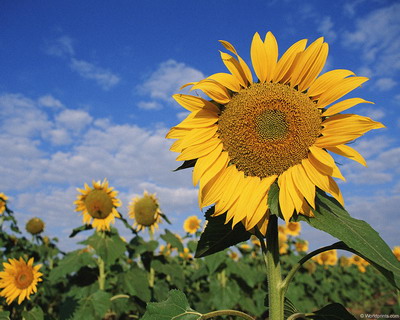 Цветы на рабочий стол