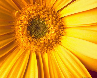 Цветы на рабочий стол