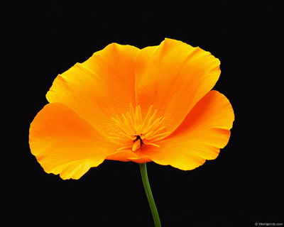 Цветы на рабочий стол