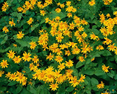 Цветы на рабочий стол