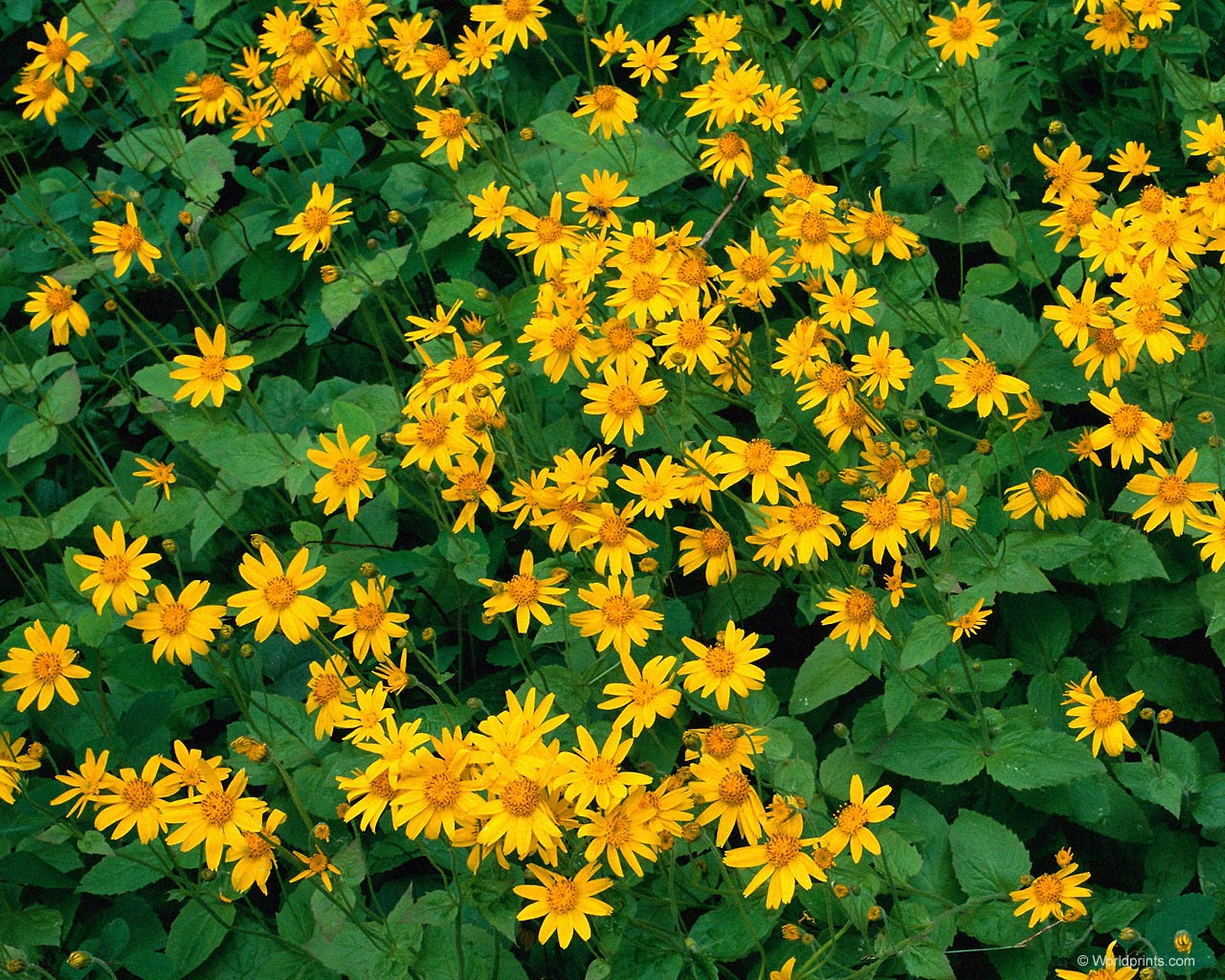 Цветы на рабочий стол