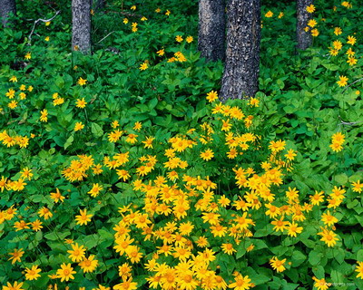 Цветы на рабочий стол