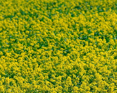 Цветы на рабочий стол