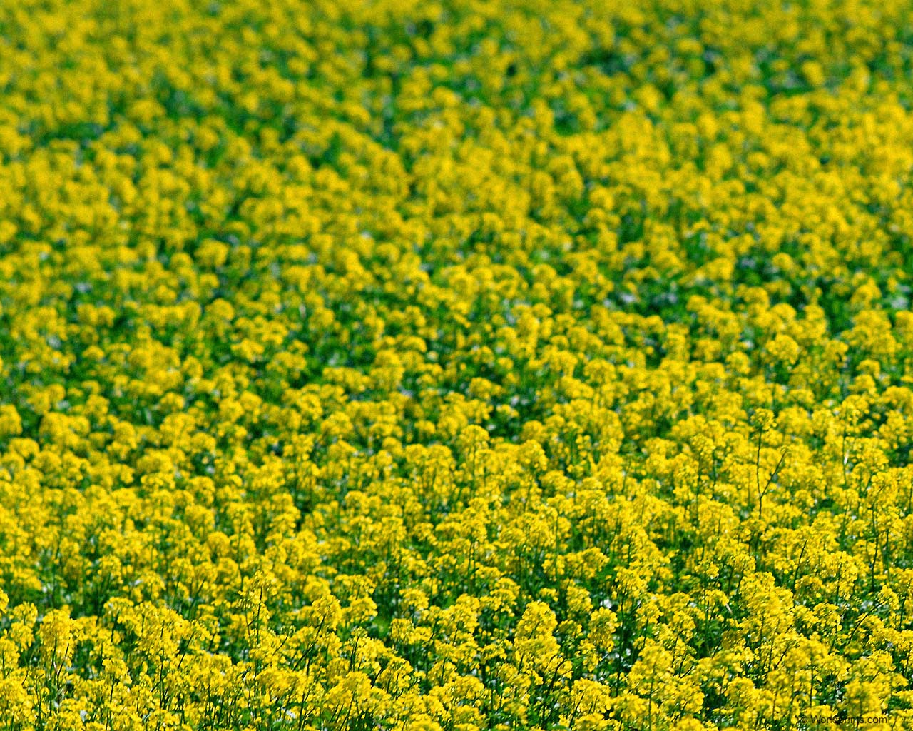 Цветы на рабочий стол