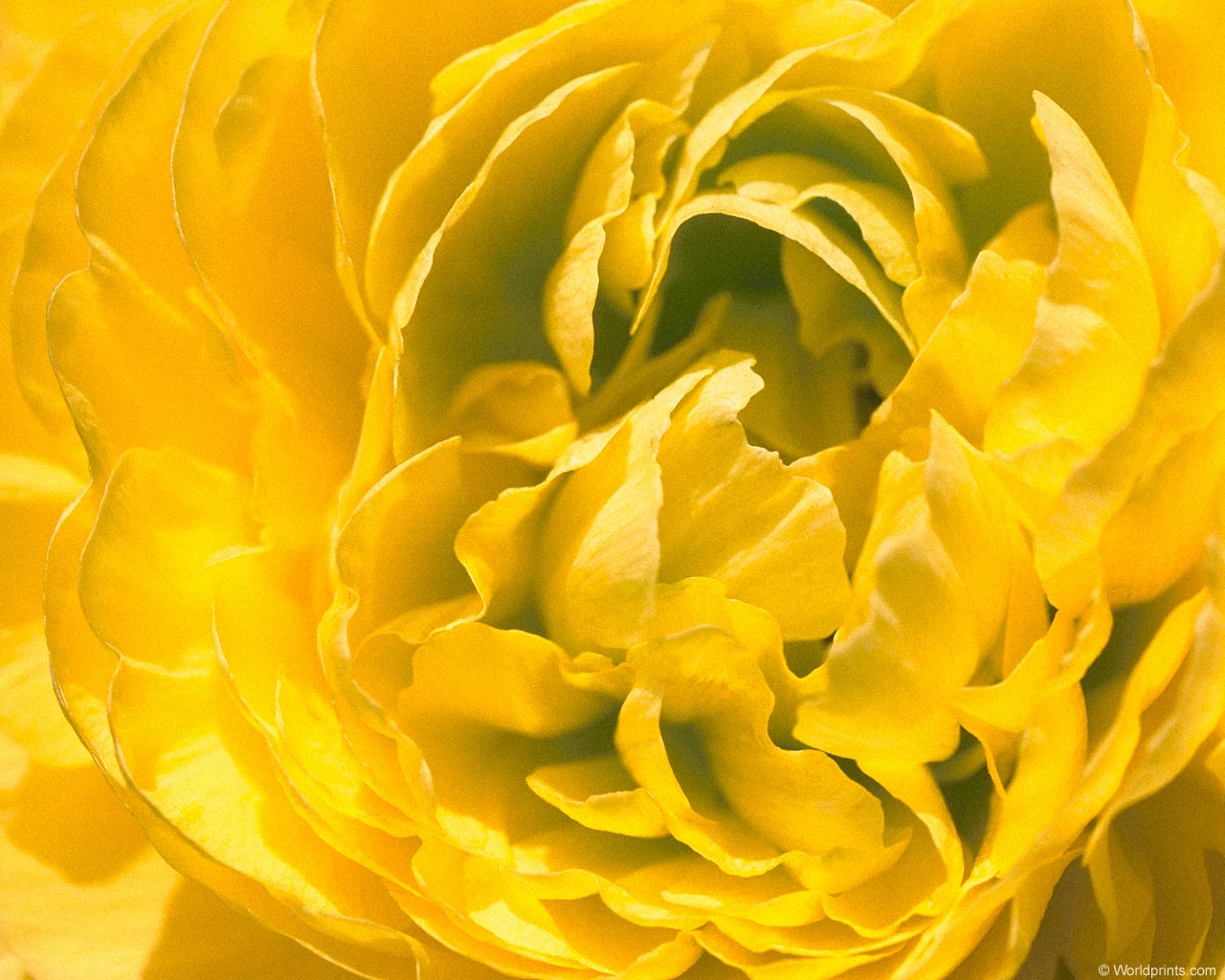 Цветы на рабочий стол