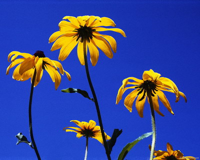 Цветы на рабочий стол