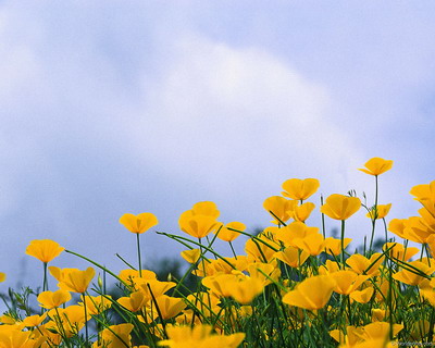 Цветы на рабочий стол